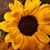 Renee Evans's profile image