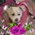 Melanie Dell Young's profile image