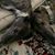 Susan Majewski's profile image
