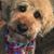 Lisa Ardemagni Malloy's profile image