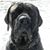 Dave Reid's profile image