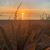 Amanda Wyatt-Retallack's profile image