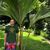 Adam Pollak's profile image