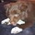 Hollie Stitham's profile image