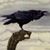 Carla Pedersen's profile image