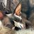 Dona Gerstein's profile image