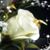 Sheila Ferguson's profile image