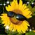Beki Ward's profile image
