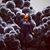 Claire Westcott's profile image