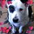 Janene Gerving's profile image