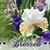 Bernadine Srocki's profile image