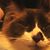 Ann Wilson's profile image