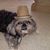Alicia Badger's profile image
