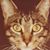 Drifty Wright's profile image