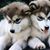 Pam Schraer's profile image