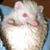 Lisa Ruiz's profile image