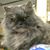 Dianes pet center Inc.'s profile image
