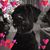 Ana Bermudez Krick's profile image