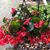Cheryl Christiansen's profile image