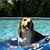 Tom T Sheaffer's profile image