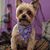 Sharon Abrams Hayes's profile image