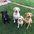 Sue Brockus's profile image