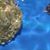 Pearl Turtle's profile image