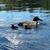 Sandy Oestreich Swanson's profile image