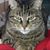 Gaetano Viavattene's profile image