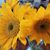 Desiree Kaser's profile image