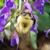 Laurie Young Bottone's profile image