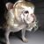 Marcy Bonfiglio-Fredette's profile image