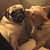 Wendy L. Nelson's profile image
