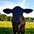 Laurie Thomas's profile image