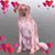 Joye Rivenbark Whitlow's profile image