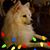 Angela J Forrer's profile image