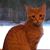 Kim McCune's profile image