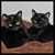 Faye Nicholas's profile image