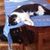 Filomena Coppa's profile image