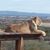 Laura Lee Whitlock's profile image