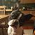 Ashley Lynn Cipko-Clement's profile image