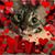 Amanda Fritter's profile image