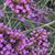 Carol Budde's profile image