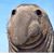 Steve Pittiglio's profile image