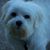 Leslie Poirier-Tripp's profile image