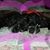 Ashley Jones-Berens's profile image
