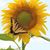 Missy Miller Hagedorn's profile image