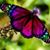 Marianne McDonnell-Colarossi's profile image
