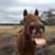 Selina Champagne Brooks's profile image