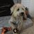 Sandy Yannello's profile image